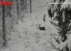 Trei cerbi care înfruntă cu greu stratul gros de zăpadă, filmați în Călimani