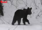 Imagini inedite cu un urs abia ieşit din hibernare în Parcul Naţional Călimani