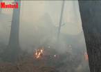 Mobilizare masivă de oameni pentru stingerea unui incendiu izbucnit la o litieră de pădure